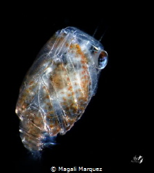 Small Crab Megalopa larva
Nikon D7200 
Sea&Sea YS-D2, Z... by Magali Marquez 